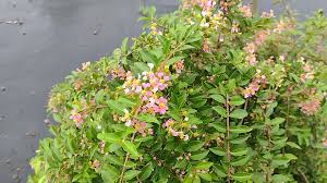 Image result for Malpighia