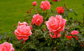 rose garden rosengarten switzerland bern amazing garden ideas rose garden