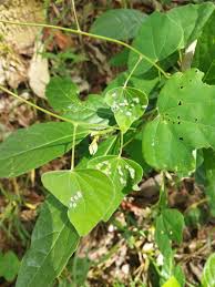 Image result for Wissadula