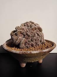 Mammillaria compressa, commonly called mother of hundreds, is a species of cactus in the subfamily cactoideae. Facebook