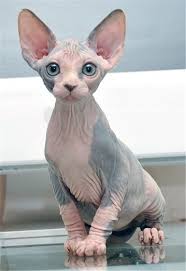 The sphynx is one of the most unusual and rare of all domestic feline breeds. Sphynx Hairless Cat Breed Information And Photos Cute Cats And Dogs Sphynx Kittens For Sale Cute Cats