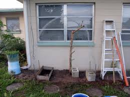 As a home grower, culling out the female plants will result in a better harvest, but then you won't be able to save asparagus seed. How To Plant Asparagus Beans From Seed To Harvest Dengarden Home And Garden
