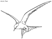 We've categorized the coloring pages by bird orders: Arctic Tundra Birds And Butterflies Coloring Pages
