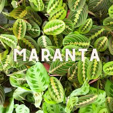Image result for Maranthes floribunda