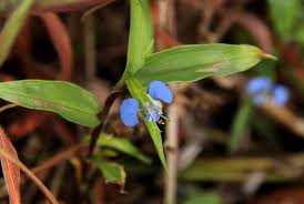Image result for Commelina diffusa