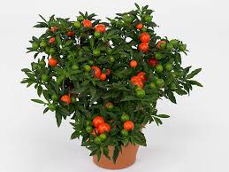 Image result for Solanum sp. B