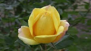The history of animation started long before the development of cinematography. Beautiful Flowers Gif Video Download Beauty Decor