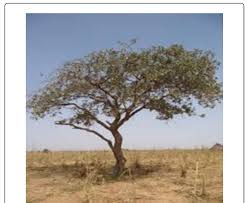Image result for Terminalia sambesiaca