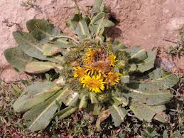 Image result for Inula mannii