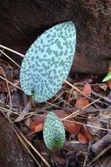 Image result for Streptopetalum serratum