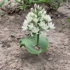 Image result for Eriospermum seineri