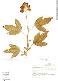 Image result for Crotalaria micans
