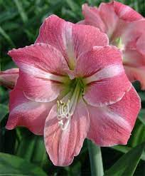 Pin On Flowers Plants