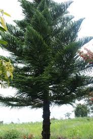 Image result for Araucaria columnaris