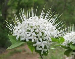 Image result for Pavetta uniflora