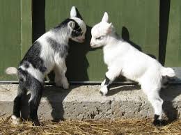 Pygmy Goats For Sale Goats Cute Goats Cute Baby Animals Baby Animals