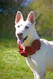 Look at how cute this pup is follow bali@bali_thewhiteshepherd use #gsdstagram to be featured!. Dog For Adoption Snow White A German Shepherd Dog In Marshallville Ga Petfinder