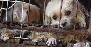 We picked her up from the airport in early december and to our surprise was almost fully. Hsus Releases List Of 101 Problem Puppy Mills In The U S Dogtime