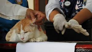 Penyakit jantung bawaan (pjb) merupakan kelainan pada struktur maupun fungsi jantung yang didapat sejak masih berada. 3 Penyakit Yang Bisa Menular Dari Hewan Peliharaan Wajib Waspada