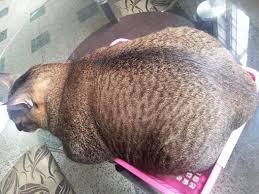 *free* shipping on qualifying offers. Watch Myanmar S Favorite Fat Cat Devour A Cardboard Box Coconuts Yangon