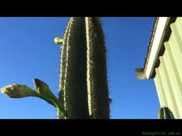 Peruvian apple cactus, naval, leyte, philippines. Apple Cactus Cereus Peruvianus