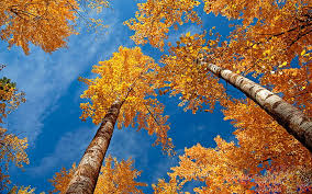 As with all festivals, gifts given on the. Autumn Scenes Hd Wallpapers Free Download Wallpaperbetter