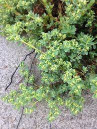 Image result for Euphorbia zambesiana