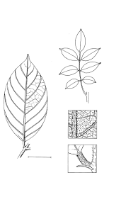 Image result for Platysepalum