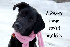 Check spelling or type a new query. Pets For Adoption At Waggin Tails Dog Rescue In Northville Mi Petfinder