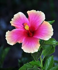 Maui Flowers Beautiful Flowers Hibiscus Flowers Love Flowers