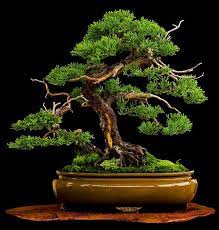Pin By Maliea Ever Onward On Bonsai Bonsai Tree Juniper Bonsai Indoor Bonsai