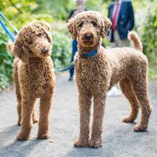 Maybe you would like to learn more about one of these? Image Result For Teddy Bear Haircut Miniature Poodle Poodle Puppy Standard Poodle Poodle Grooming