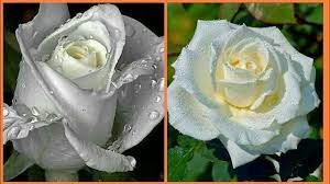 Follow these 6 steps to healthy roses for your garden. Rose Flower With Beautiful Natural Beauty Natural Beauty Rose Flower Youtube