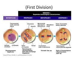 Bioflix Activity Mitosis Events Of Mitosis Answers Ap Biology Meiosis Part Ppt Download