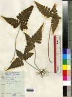 Image result for Triplophyllum protensum