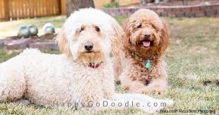 These are sometimes referred to as teddybear goldendoodles because one of the parents is an english cream golden retriever. F1 Vs F1b Goldendoodle Everything You Need To Know Happy Go Doodle