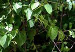 Image result for Cissus integrifolia