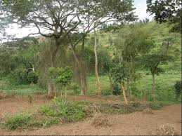 Image result for Celosia stuhlmanniana