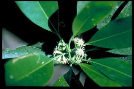 Image result for Rhizophoraceae