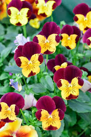 30 Best Fall Flowers For An Autumn Garden Prettiest Flowers To Plant In The Fall