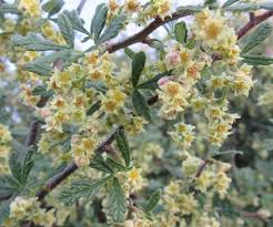 Image result for Searsia rogersii