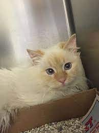 Our adoptions are web/phone based. Manchester Nh Siamese Meet Paprika Sn In Foster A Pet For Adoption