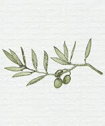 Olive Branch Illustration Google Search Olive Branch Tattoo Olive Tree Tattoos Olive Tattoo
