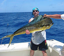 Popular dolphin (mahi mahi) fishing charters. Mahi Mahi Fishing Wikipedia