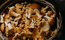 Unraveling the Health Benefits of Mushroom Chocolate Bars ...