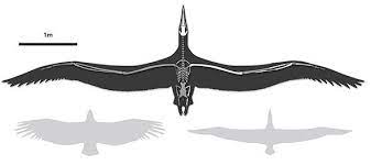 Grosster Flugfahiger Vogel Entdeckt Mit 6 4 Metern Flugelspannweite War Pelagornis Ein Guter Gleiter Wissenschaft Und Technologie Sott Net