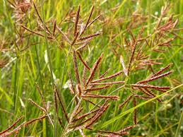 Image result for Cyperus rotundus