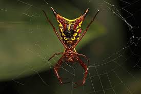We did not find results for: Insect Spotlight Arrow Shaped Micrathena Spider Micrathena Sagitatta Houseman Pest