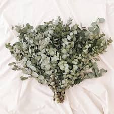 Eukalyptus Im Bund Der Sorte Cinerea Ein Toller Duft Blumen Schnittblumen Blumendeko Floristik Blumen September Hochzeit September Blumen Schnittblumen