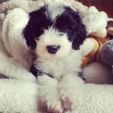 This farm is a contender for selling miniature sheepadoodles. F1 Mini Sheepadoodle For Sale In Colorado Open Range Pups